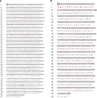 Identification of SF-1 and FOXL2 and Their Effect on Activating P450 Aromatase Transcription via Specific Binding to the Promoter Motifs in Sex Reversing Cheilinus undulatus